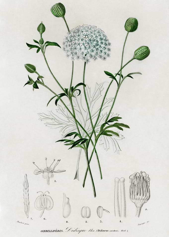 Botanical Illustration of Didiscus caeruleus