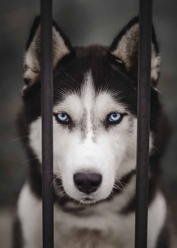 Husky Dog Behind Bars