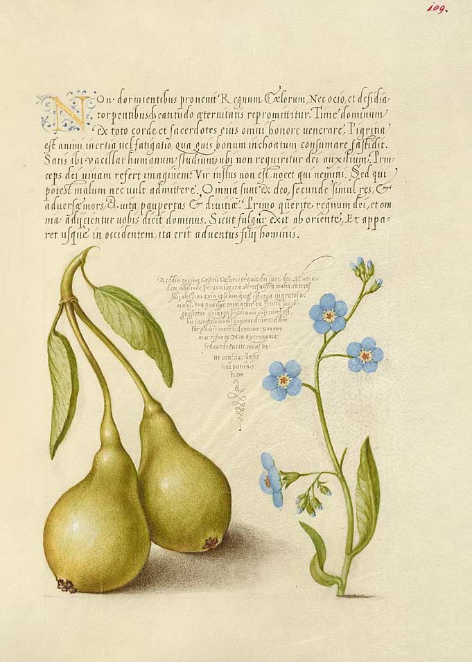 Pears and Forget-Me-Nots with Latin Text