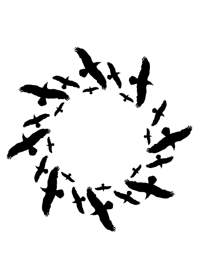 Silhouette Flock of Birds Flying in Circle