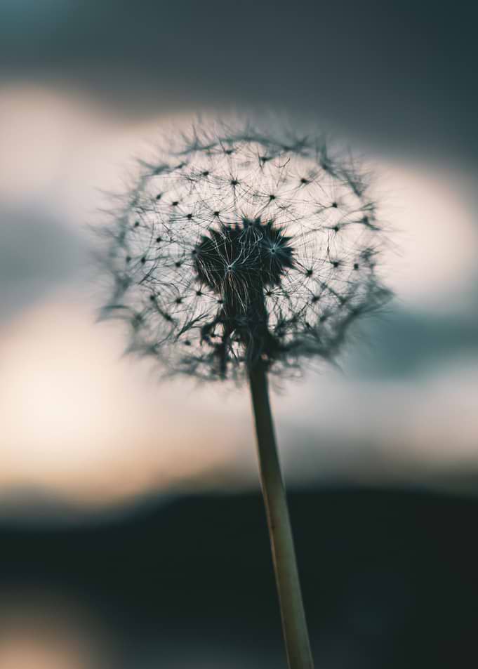Dandelion seed head close-up