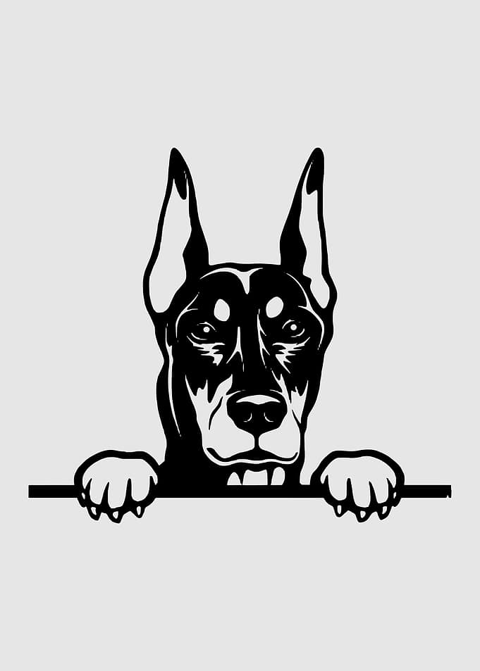 Doberman Peeking Over Fence