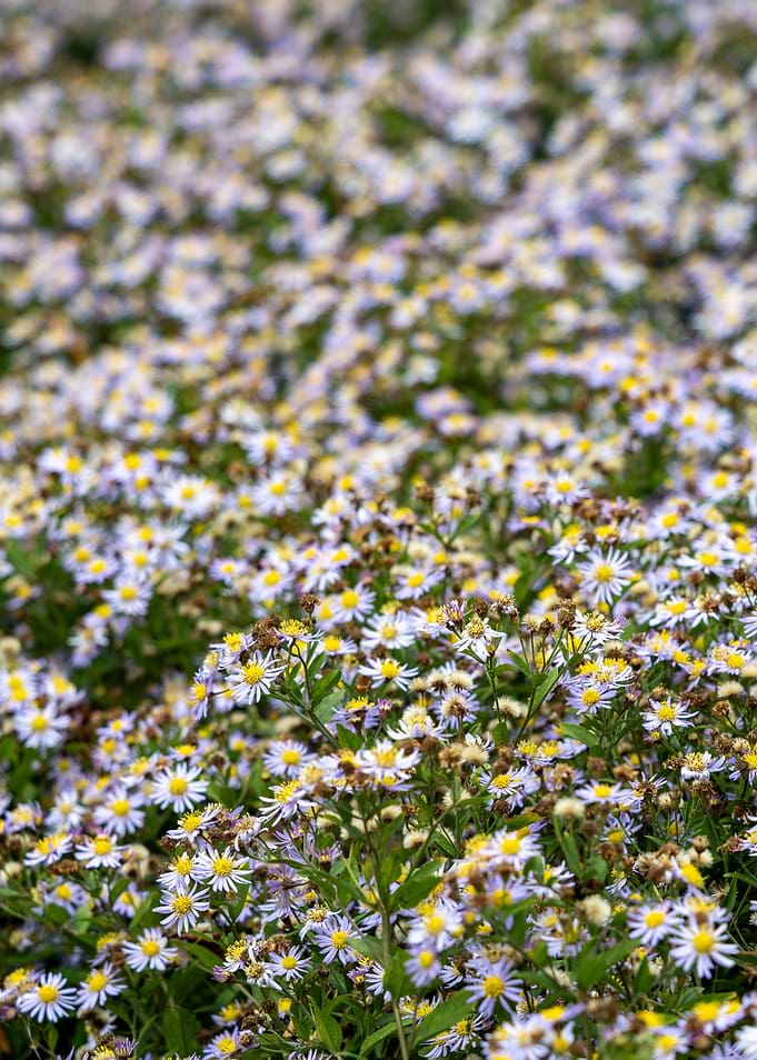 Field of Purple and Yellow Wildflowers
