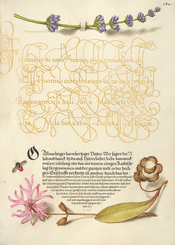 Illuminated Manuscript with Botanical Illustrations