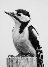 Great Spotted Woodpecker
