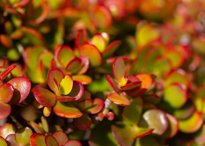 Close-up of Jade Plant leaves - Crassula ovata