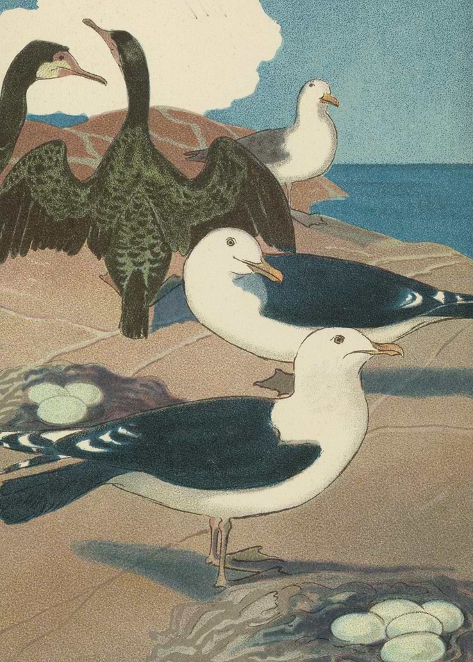Seagulls and Cormorants by the Sea