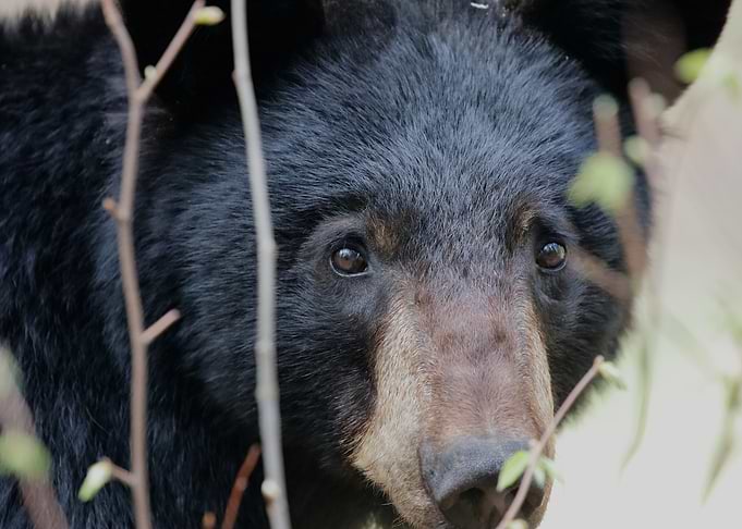 Close-up of a black bear's face
