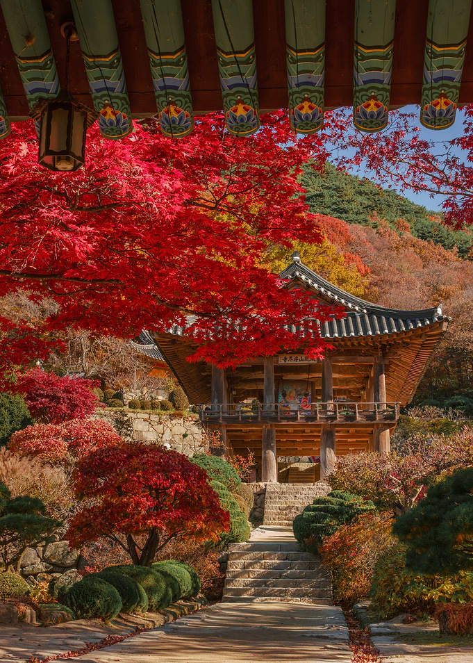 Korean Autumn Temple with Red Maple Leaves