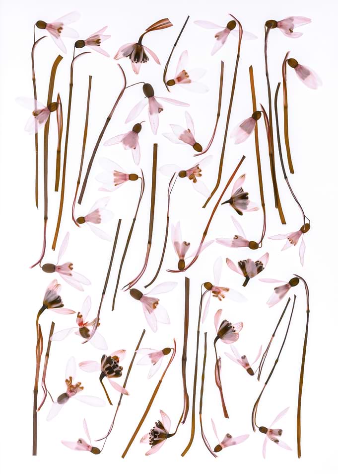 Pressed Snowdrops on White Background