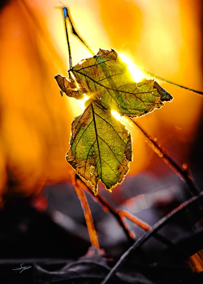 Burning Leaf