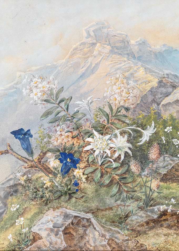 Alpine Flowers with Mountain Background