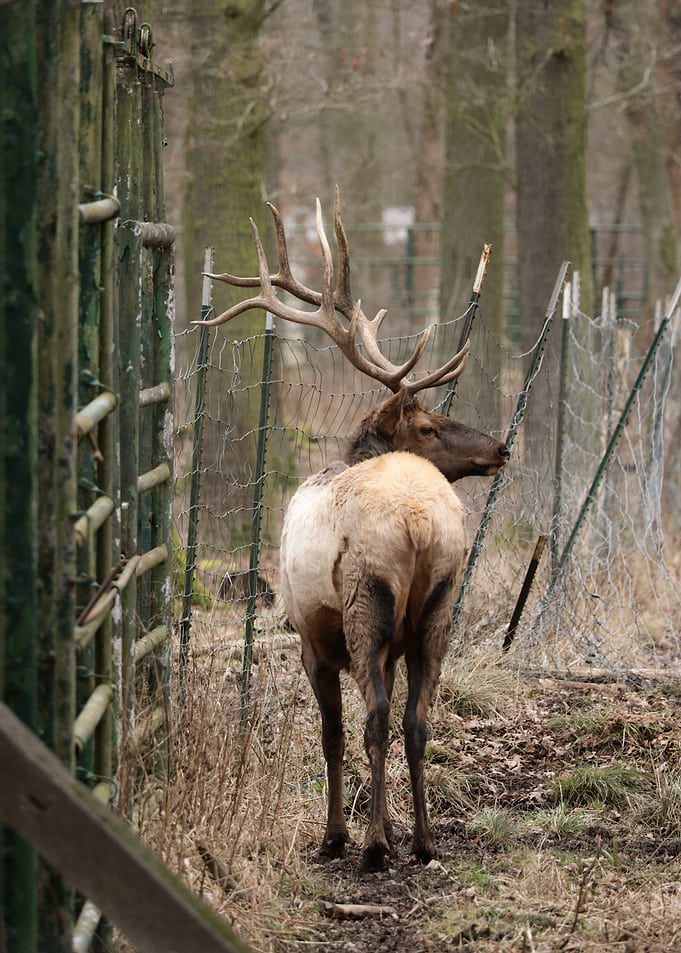 Elk with large antlers near a fence
