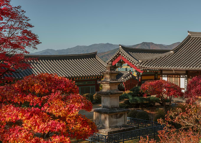Korean Autumn Temple and Maple Trees