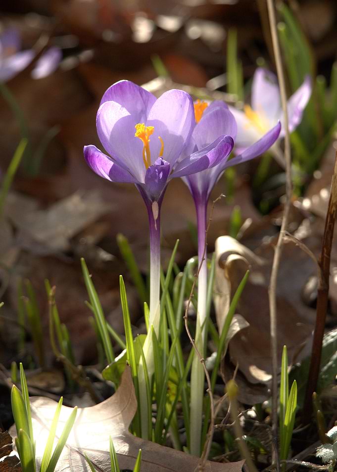 Purple Crocus Flowers in Spring
