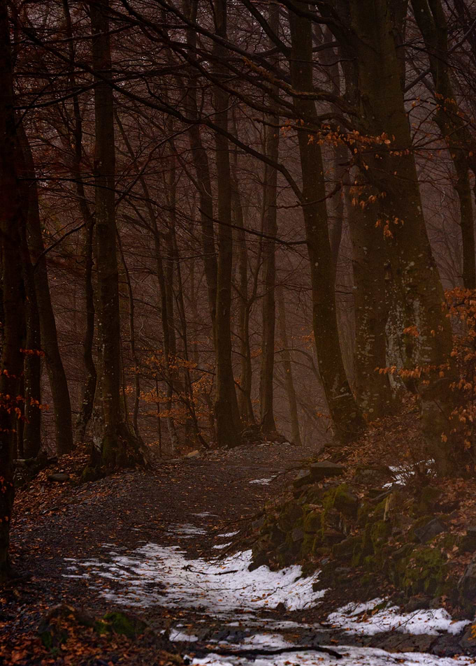 Misty Forest Path in Winter