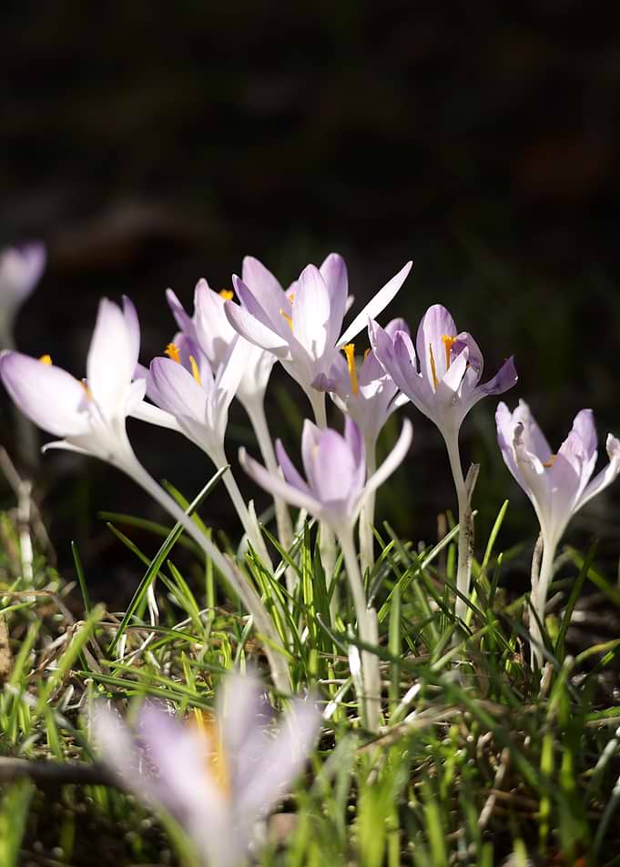 Spring Crocus Flowers in Sunlight