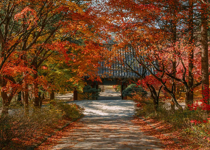 Autumn path to Korean temple gate