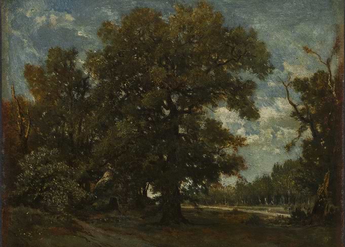 Majestic Oak Tree in a Forest Clearing