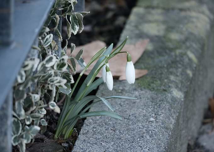 Delicate Snowdrops Bloom by a Curb