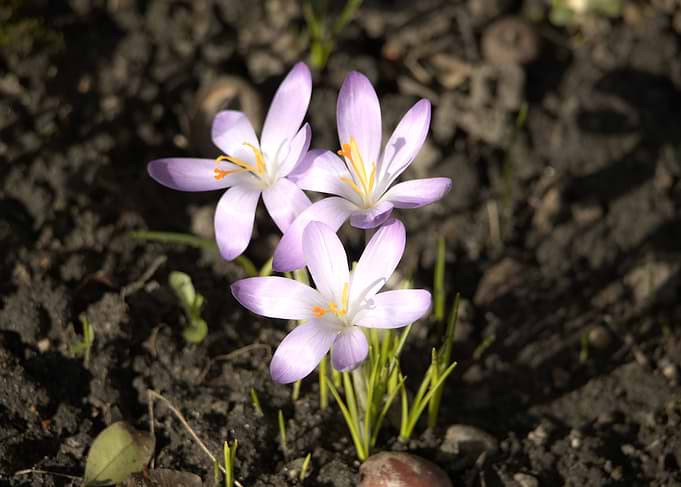 Three Purple Crocus Flowers Blooming