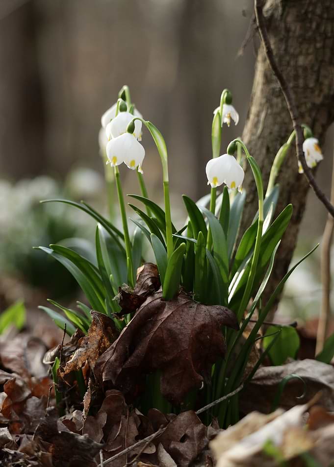 Spring Snowflake Flowers in Forest