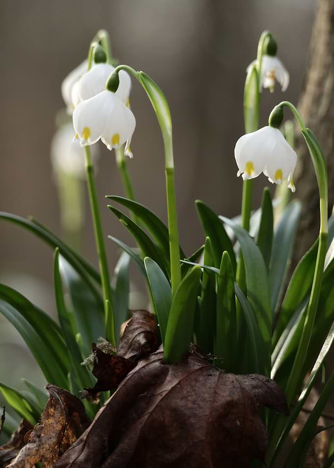 Spring Snowflake Flowers Blooming