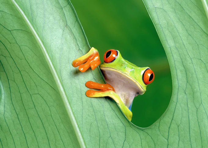 Red-eyed tree frog peeking from a leaf