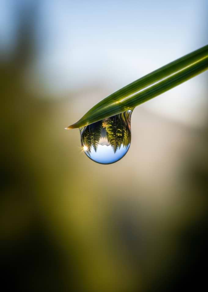 Forest Reflection in Water Drop