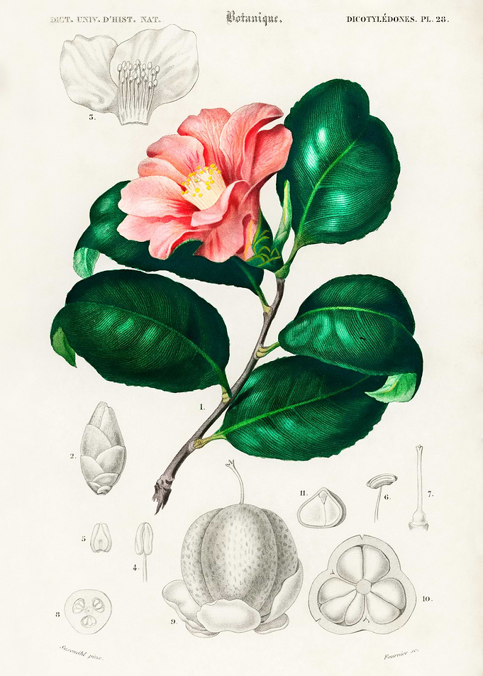 Botanical Illustration of a Camellia