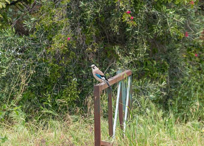 Jay perched on a metal railing