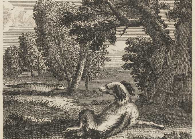 Dog and Lizard in a Forest