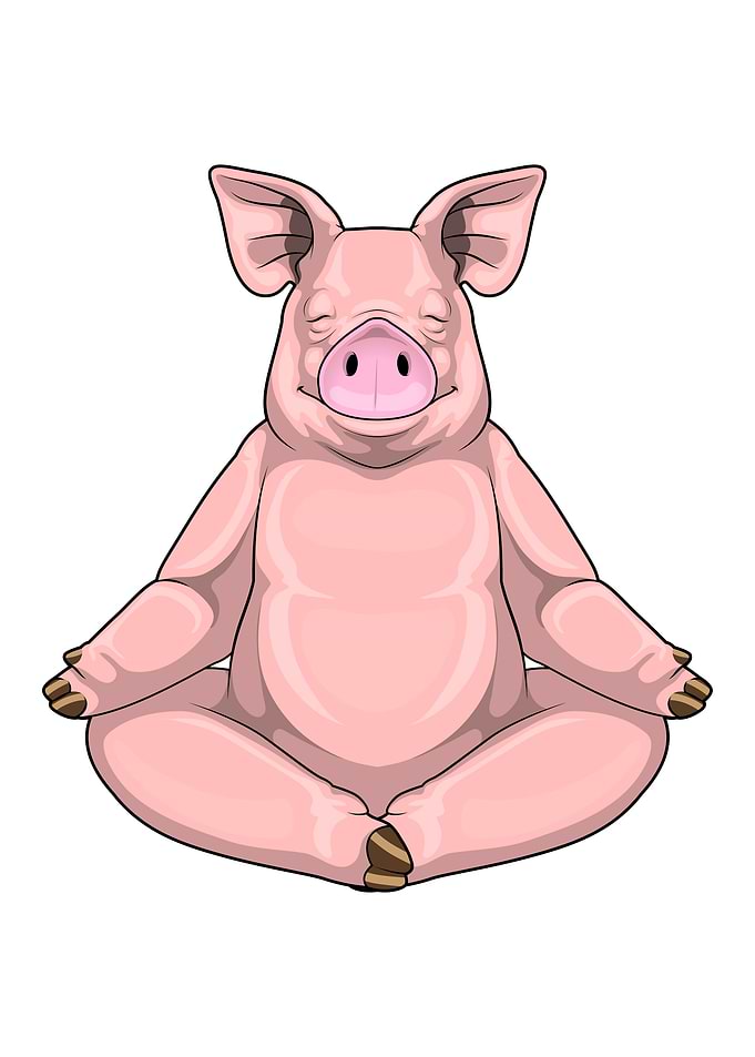 Pig Yoga Fitness Meditation