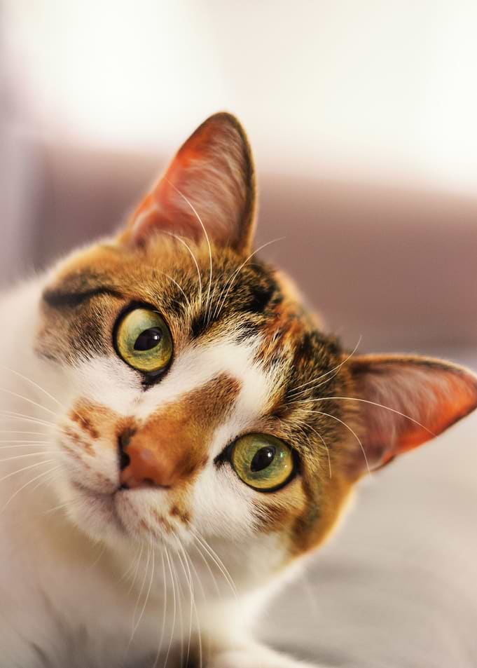 Close-up of a Calico Cat's Face