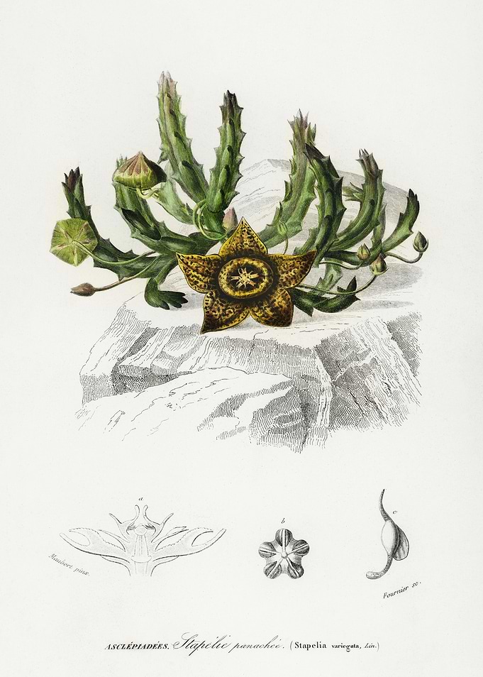 Asclepiadeae Stapelia Panachée Botanical Illustration