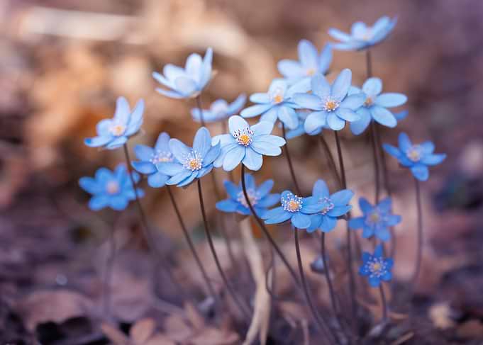 Delicate Blue Spring Flowers