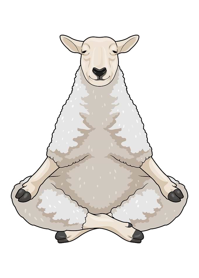Sheep Yoga Fitness Meditation
