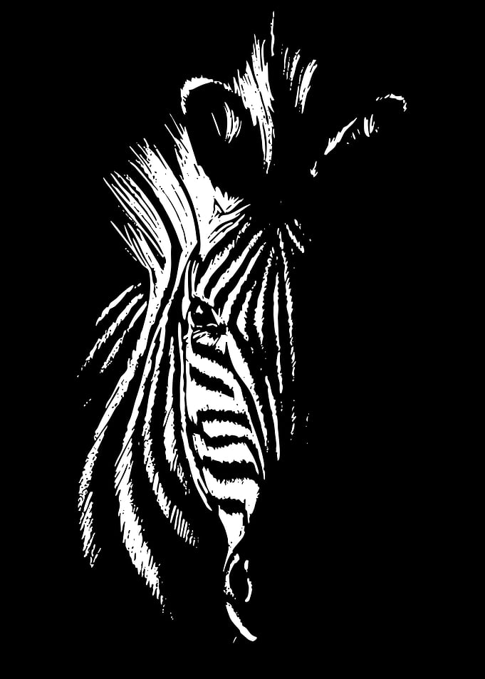 Striking Zebra Portrait in Black and White