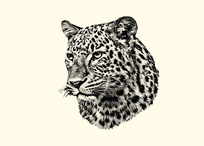 Leopard Head Sketch
