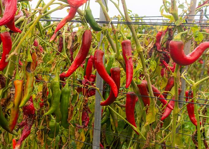 Ripe Red Chili Peppers on Vines