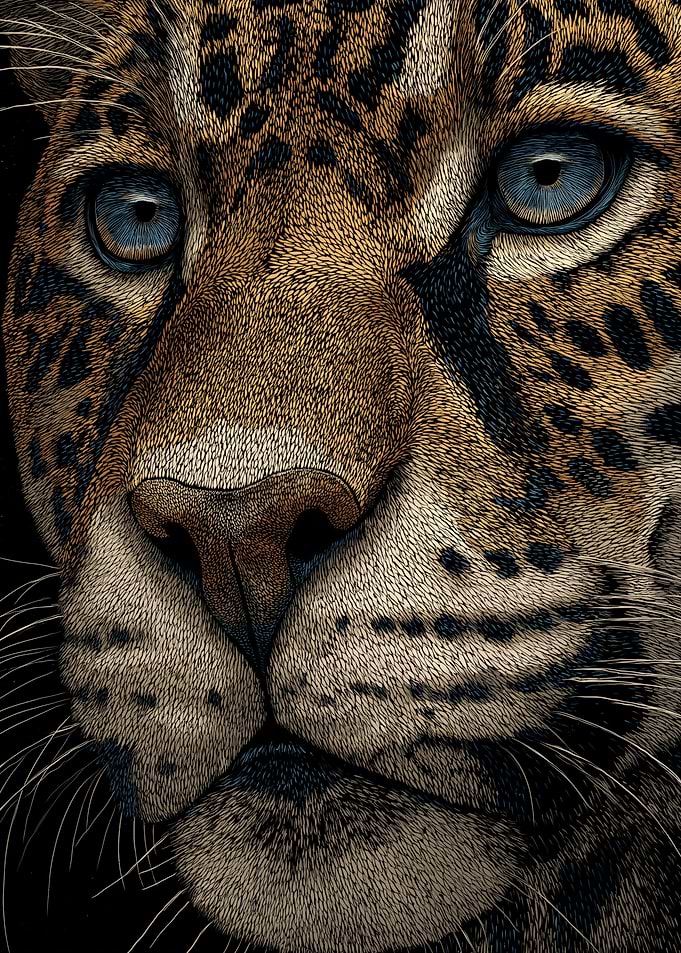 Close-up of a Jaguar's Face