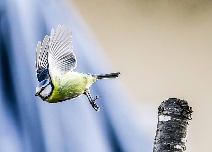 Blue Tit in Flight