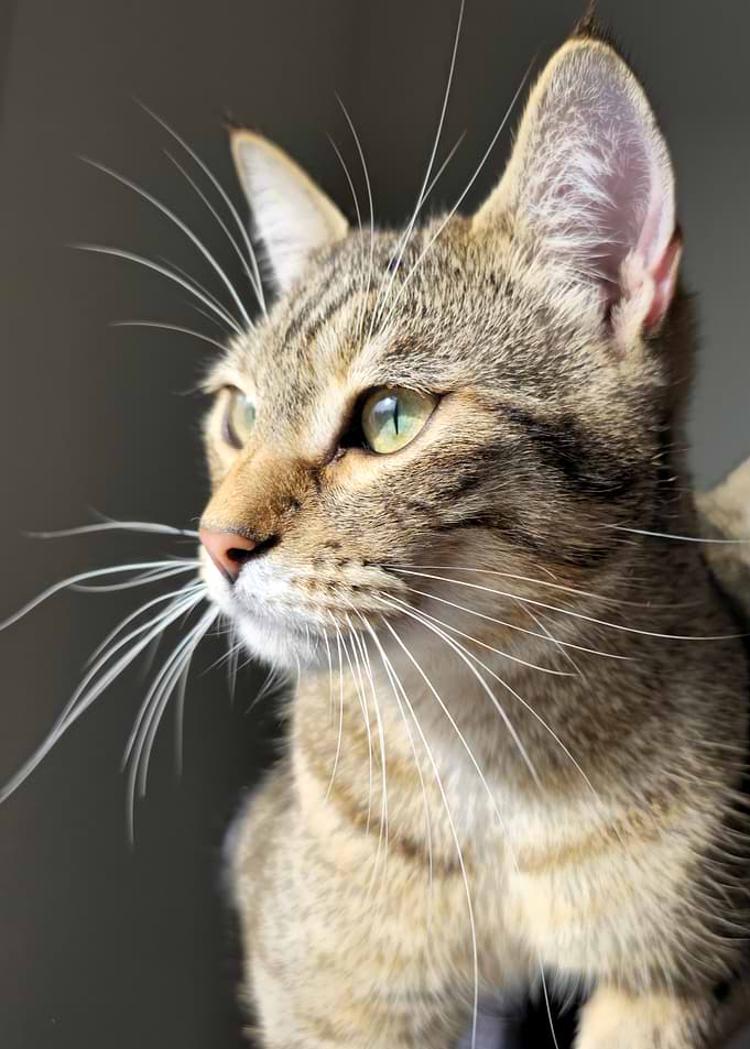 Close-up of a tabby cat's face