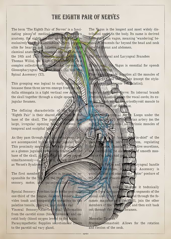 The Eighth Pair of Nerves Anatomical Illustration