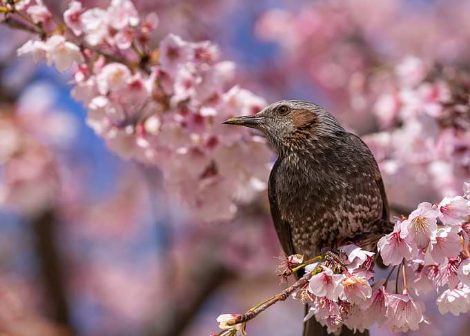 Bird on a Cherry Blossom Branch in Tokyo