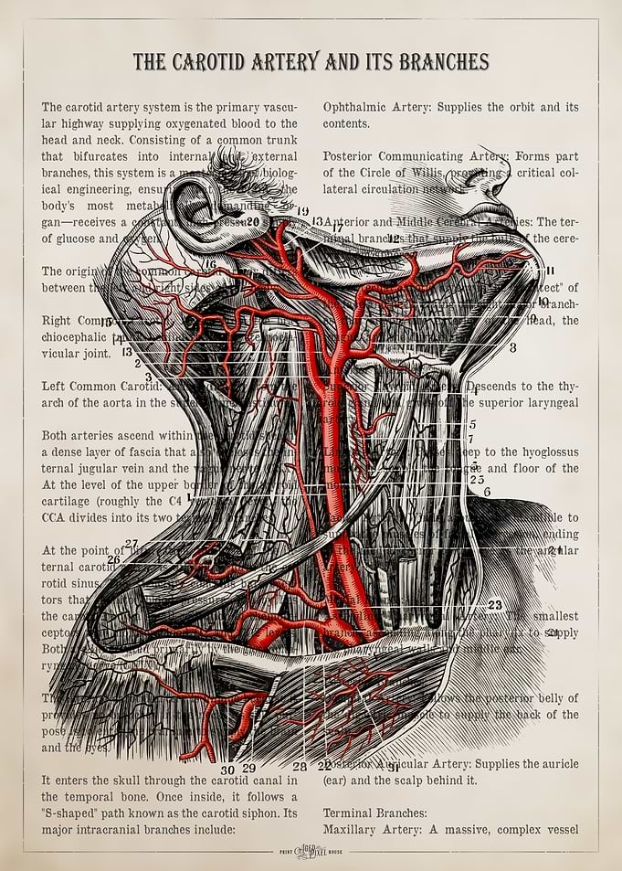 Carotid Artery Anatomy Dictionary Page