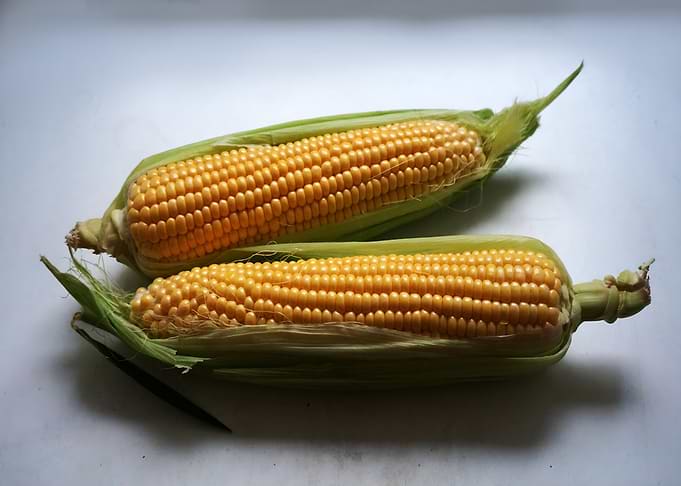 Two ears of corn kitchen poster