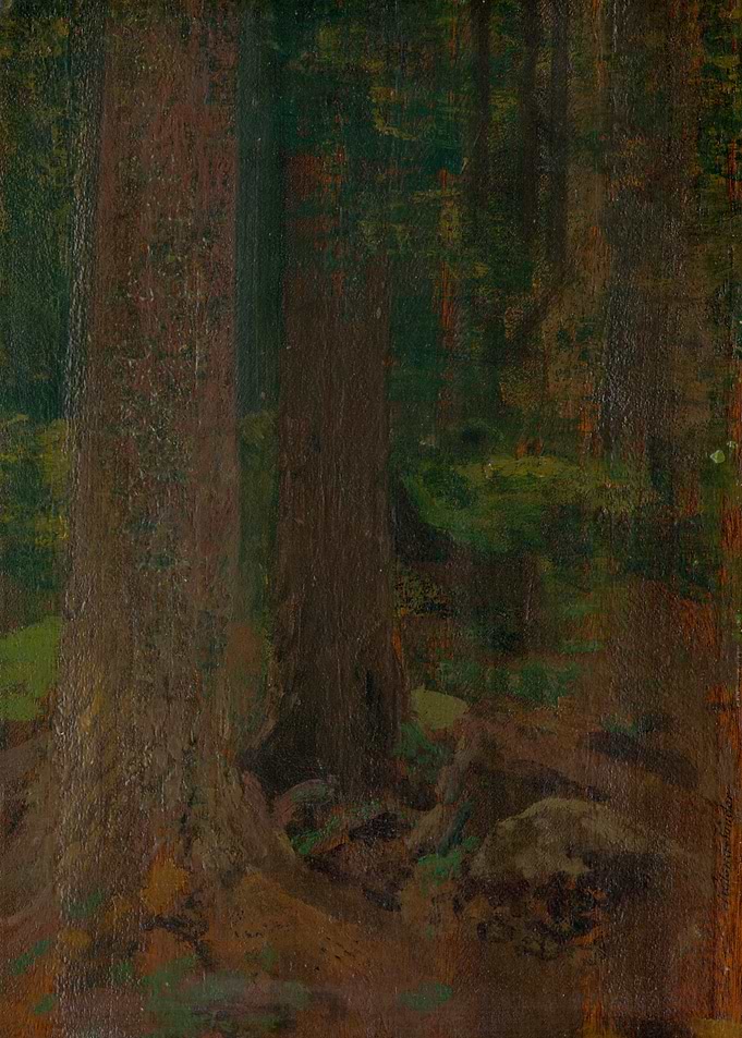 Forest Scene with Trees and Rocks