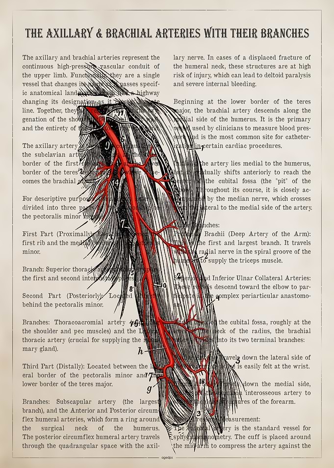 Axillary and Brachial Arteries Anatomy
