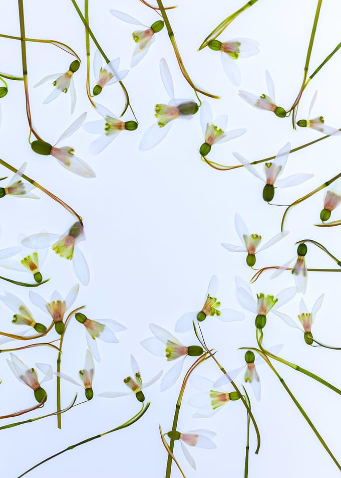 Snowdrops arranged in a circular pattern